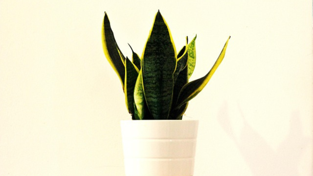 Snake Plant