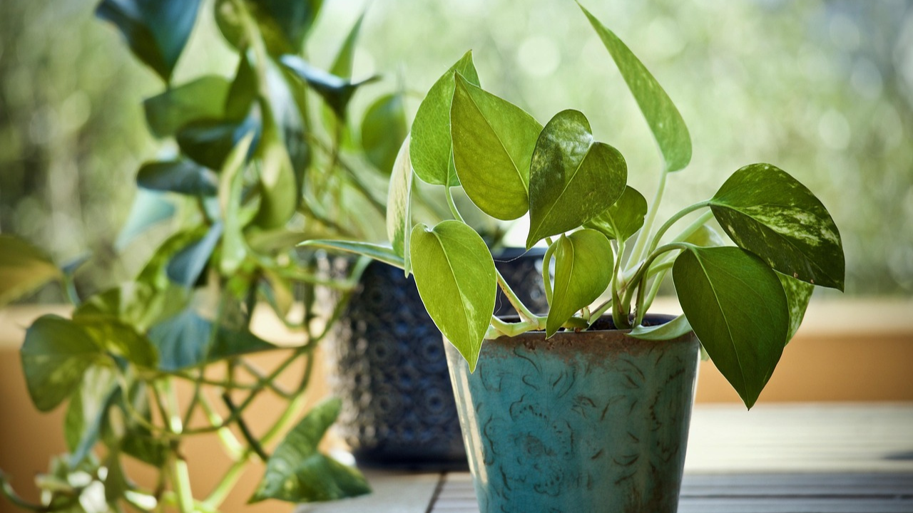 Money Plant
