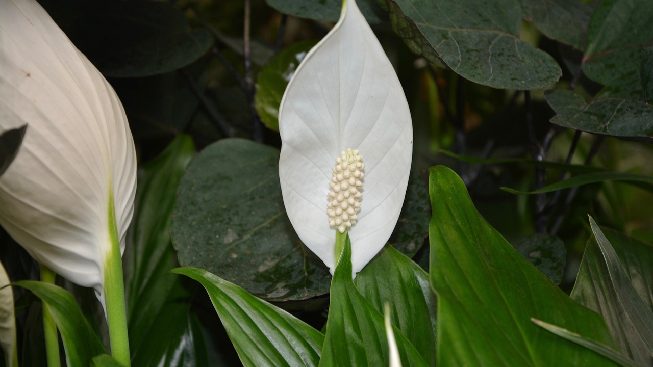 Peace Lily