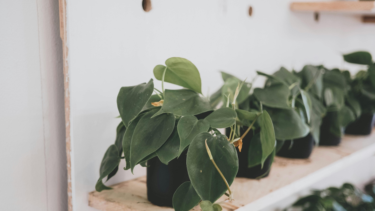 Heartleaf Philodendron