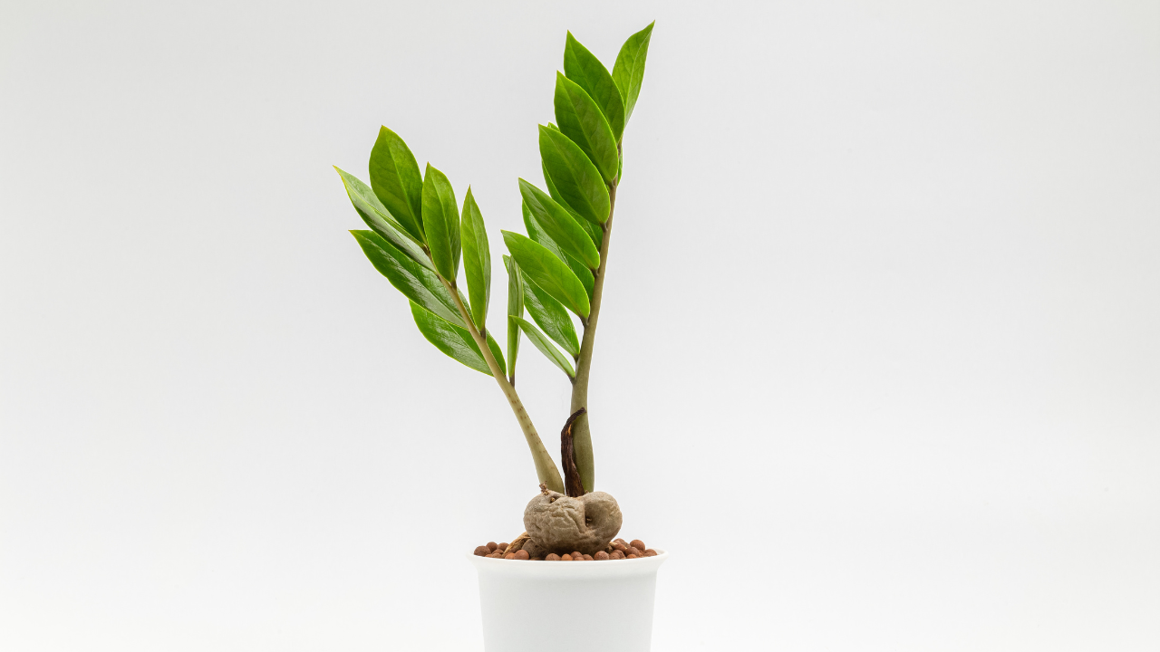 ZZ Plant