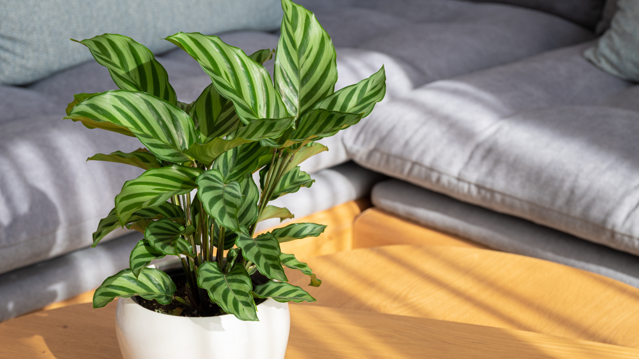 Calathea