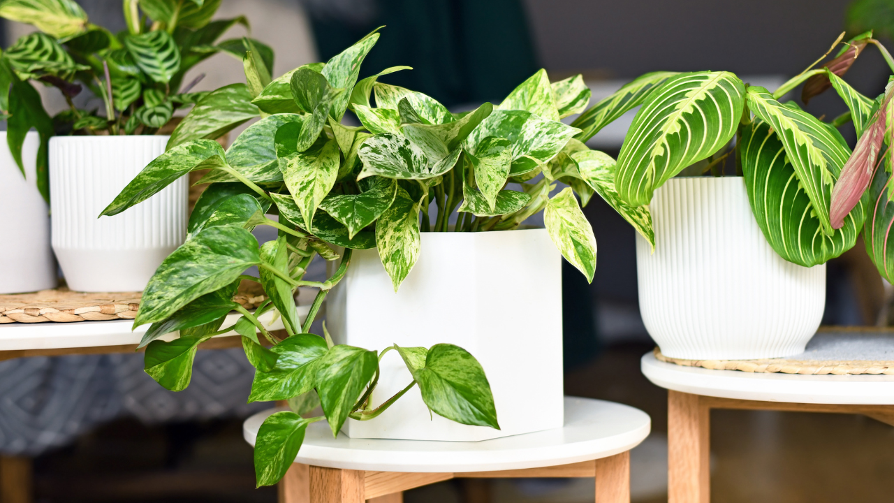 Pothos Marble Queen
